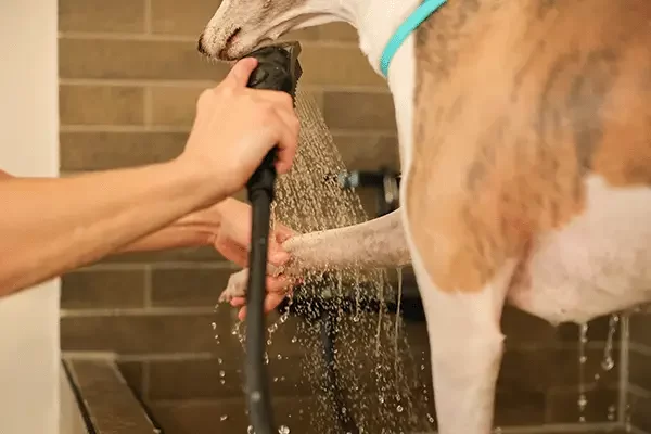 Pfoten eines Whippets werden mithilfe eines Duschkopfes abgespült