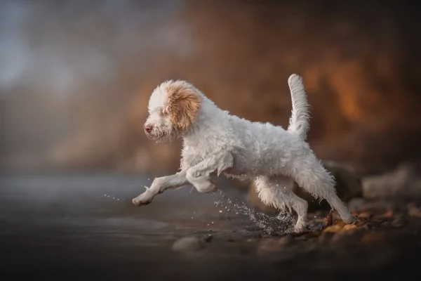 Lagotto romagnolo, der im Wasser springt